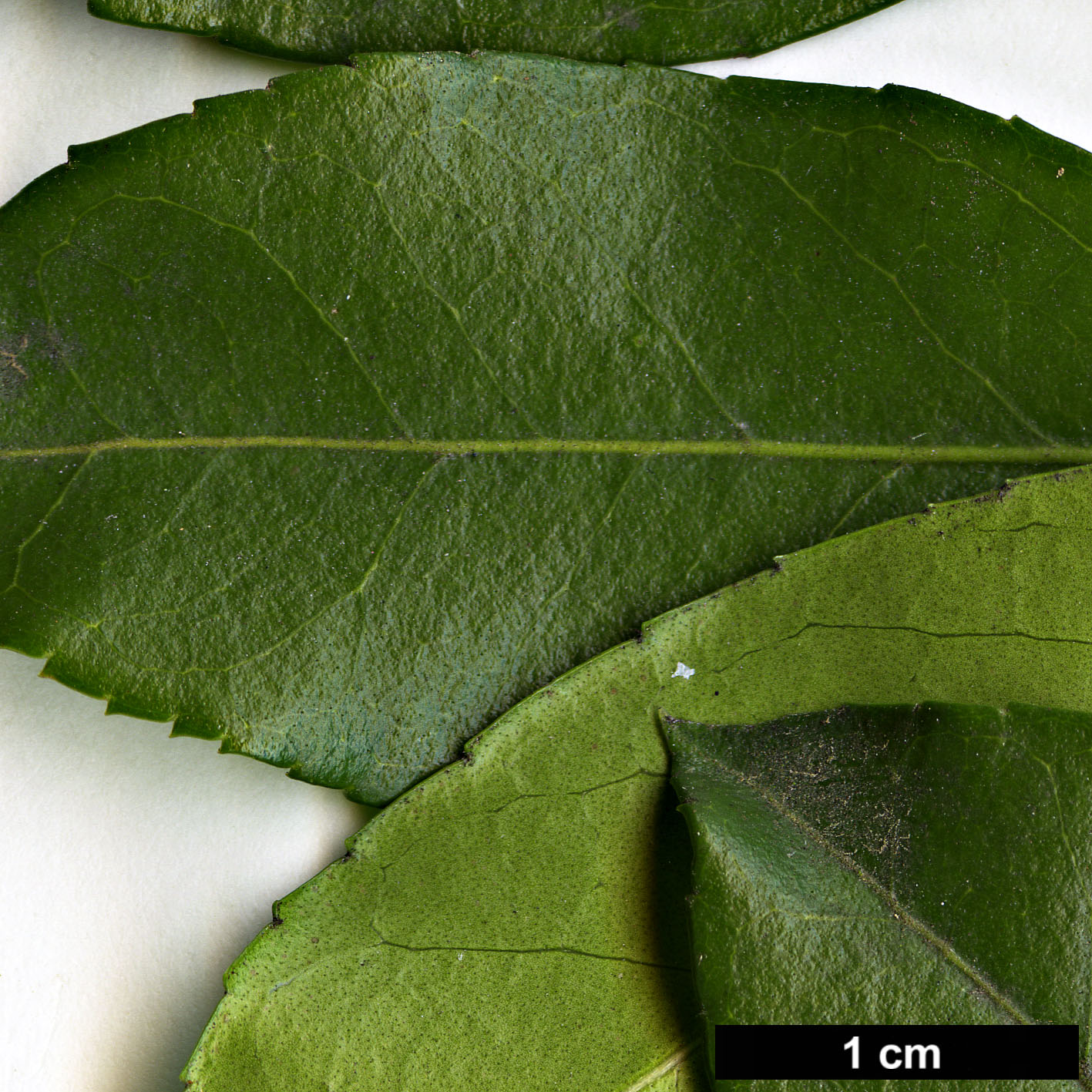 High resolution image: Family: Oleaceae - Genus: Osmanthus - Taxon: delavayi × O.suavis